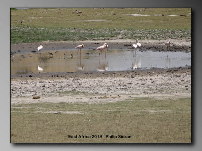Birds of East Africa-050.jpg Flamingos