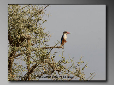 Grey-headed KingfisherBirds of East Africa-051.jpg