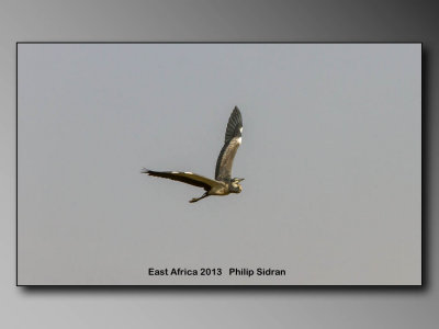 Black-headed Heron    Birds of East Africa-052.jpg