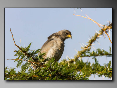 Birds of East Africa-053.jpg