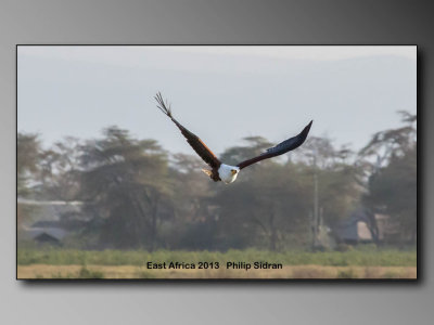 African Fish Eagle    Birds of East Africa-055.jpg