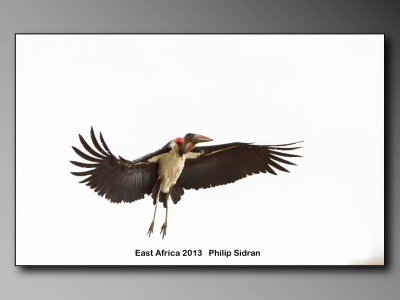 Birds of East Africa-060.jpg Maribu Stork