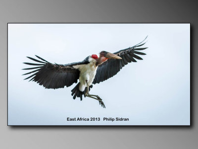 Birds of East Africa-061.jpg Maribu Stork