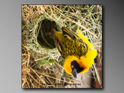  Speke's Weaver   Birds of East Africa-064.jpg