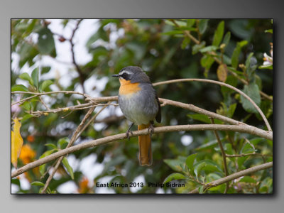Cape Robin Chat    Birds of East Africa-067.jpg