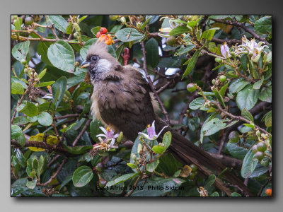 Speckeled Mousebird    Birds of East Africa-068.jpg