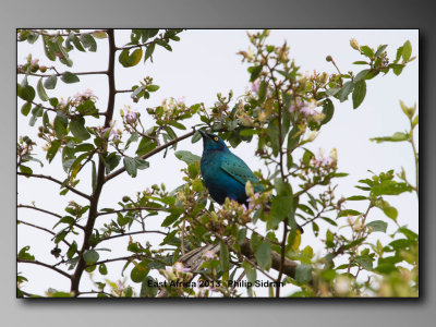 Greater Blue-eared Starling    Birds of East Africa-069.jpg