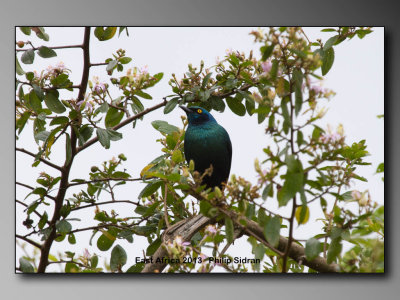 Greater Blue-eared Starling   Birds of East Africa-070.jpg