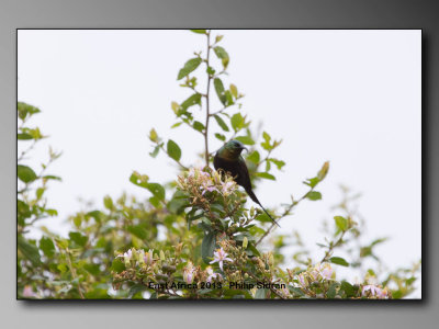 Sunbird    Birds of East Africa-072.jpg