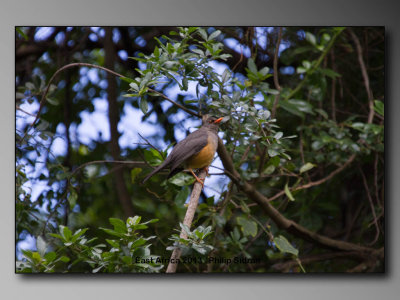 Olive Thrush    Birds of East Africa-077.jpg