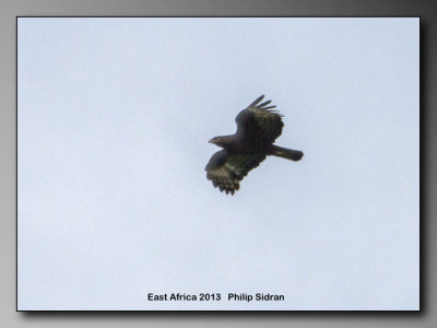 Birds of East Africa-078.jpg