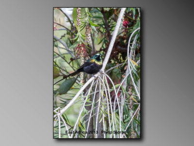 Sunbird    Birds of East Africa-079.jpg