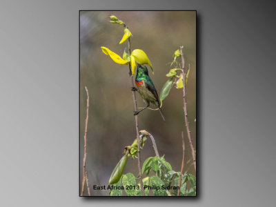 Sunbird    Birds of East Africa-087.jpg