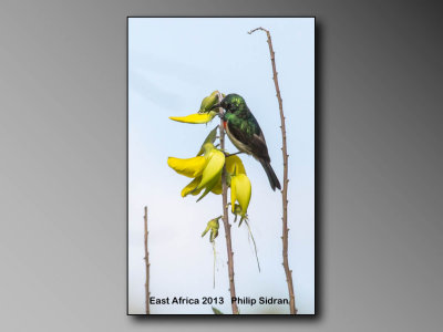 Sunbird  ????   Birds of East Africa-088.jpg