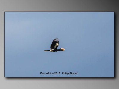 Silver-cheeked Hornbill    Birds of East Africa-092.jpg Hornbill