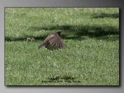 Common Bulbul    Birds of East Africa-100.jpg