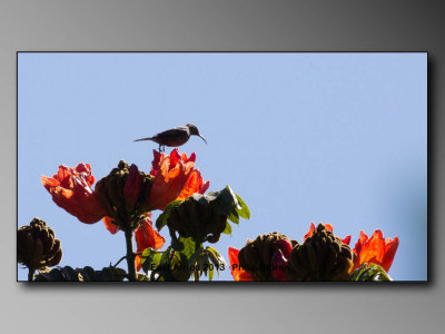 Sunbird     Birds of East Africa-101.jpg