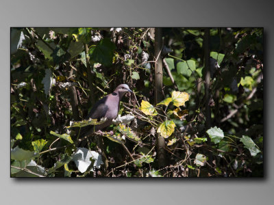 Red-eyed Dove    Birds of East Africa-104.jpg