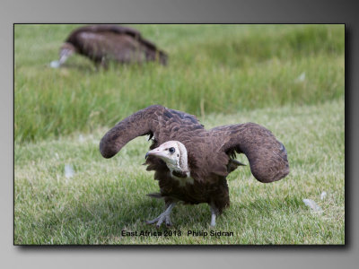 Birds of East Africa-108.jpg Vulture
