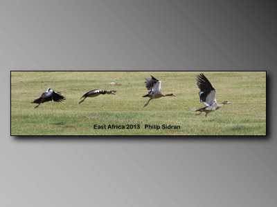Birds of East Africa-109.jpg Egyptian Geese