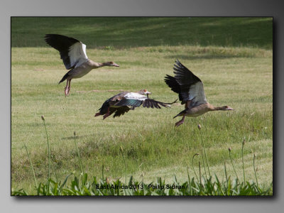 Birds of East Africa-110.jpg Egyptian Geese
