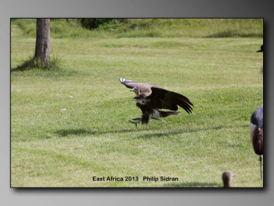 Birds of East Africa-112.jpg