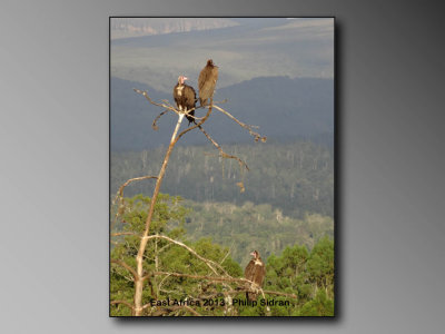 Afrian White-backed vulture    Birds of East Africa-115.jpg