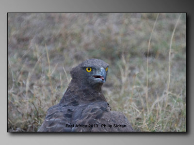 Martial Eagle    Birds of East Africa-121.jpg