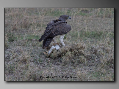 Martial Eagle    Birds of East Africa-122.jpg  The object being dragged (could not lift off to fly) was a new-born gazelle!