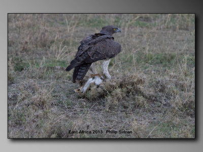 Birds of East Africa