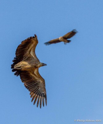 _MG_0600.jpg