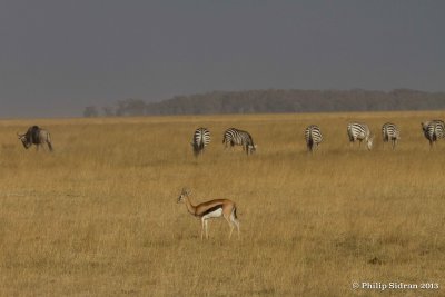 _MG_0782.jpg
