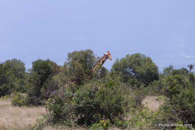 _MG_1585.jpg