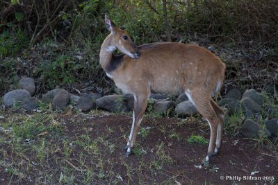 Tanzania and Kenya Images