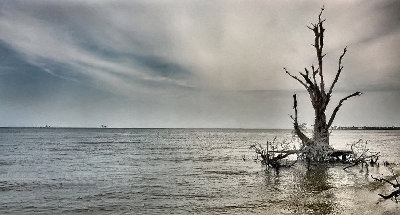 Weathered_Tree_HDR1.jpg