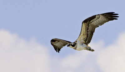 Osprey_080614.jpg