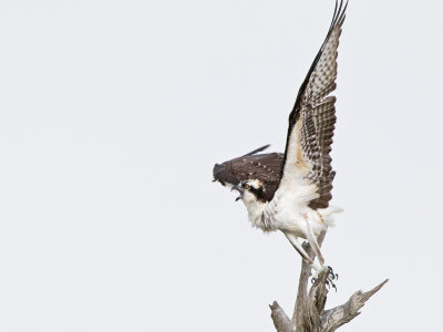 Osprey-Rain.jpg