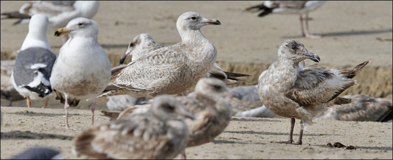 GWxHERG (center), 1st cy with assortment of WEGUs