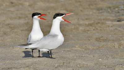 Caspian Terns