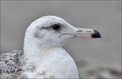 California Gull, probable alberetaensis, late 1st cycle (2 of 2)