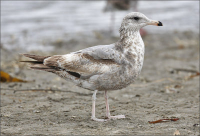 California Gull, cinnamon type 2nd  cycle, presumed L.c. albertaensis