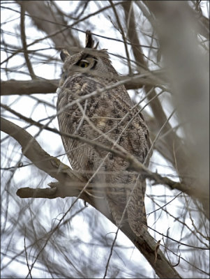Great Horned Owl, Southwest subsp