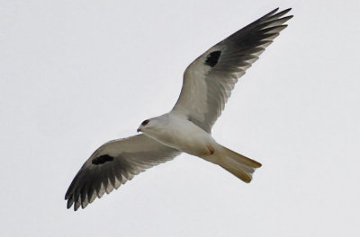 White-tailed Kite, adult