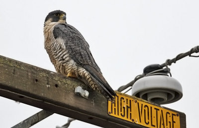 Peregrine Falcon, adult (1 of 2)