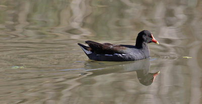 Common Gallinule