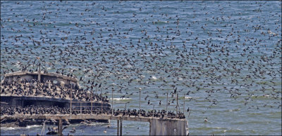 Sooty Shearwaters