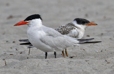 Caspian Terns, adult with young