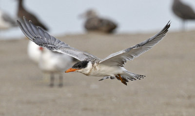 Caspian Tern, juvenile