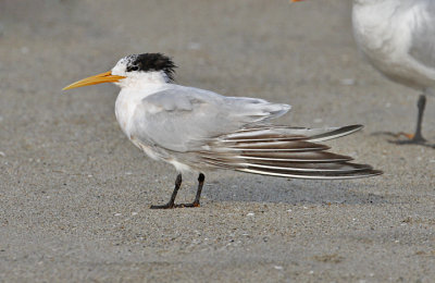 Elegant Tern, prebasic adult