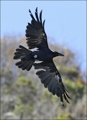 Common Raven, prebasic molt (1 of 2)